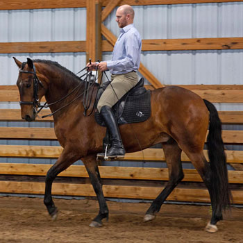 Developing the Dressage Horse