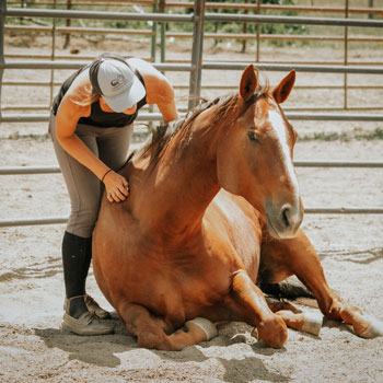Rewarding Subtlety: Creating True Softness in Your Horse
