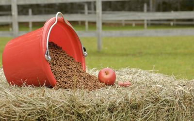 Horse Nutritional Requirements: What Is the Right Proportion?